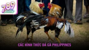 Các hình thức đá gà trực tiếp phổ biến tại Philippines