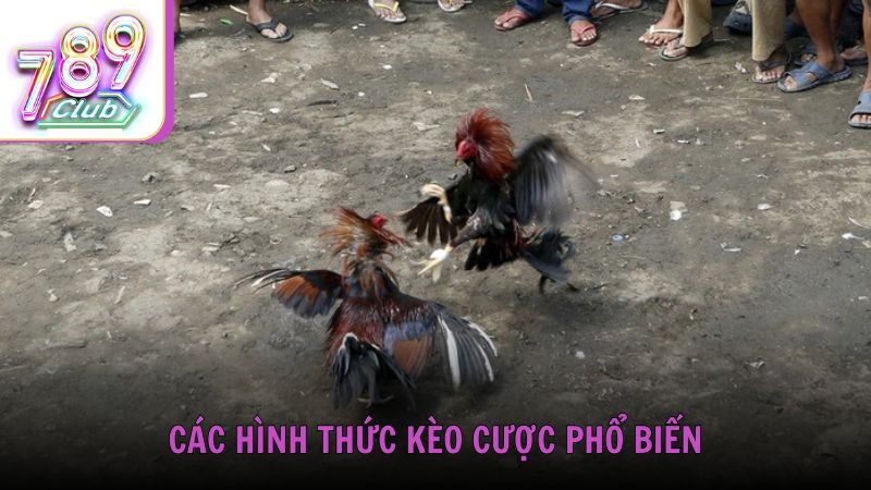 Các hình thức kèo cược phổ biến trong đá gà trực tuyến Casino