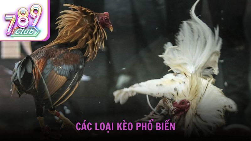Các loại kèo phổ biến trong đá gà cựa sắt Campuchia