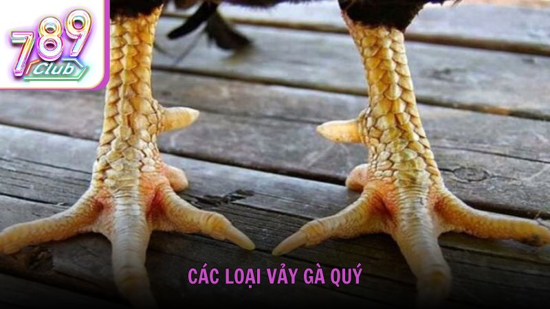 Các loại vảy gà quý được giới sư kê săn lùng