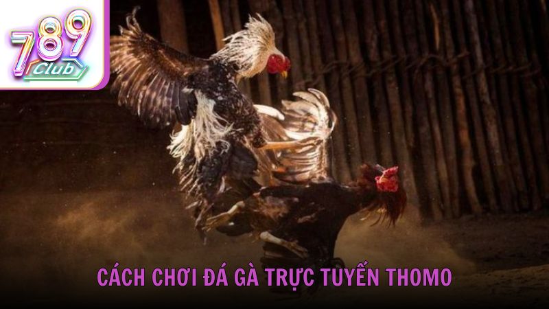 Cách chơi đá gà trực tuyến Thomo tại 789Club