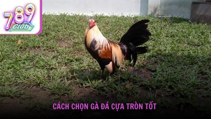 Cách chọn gà đá cựa tròn tốt cho người mới bắt đầu