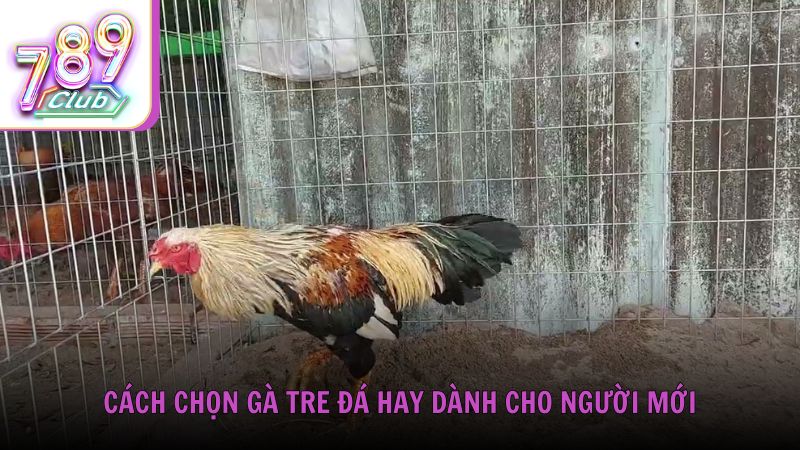 Cách chọn gà tre đá hay dành cho người mới