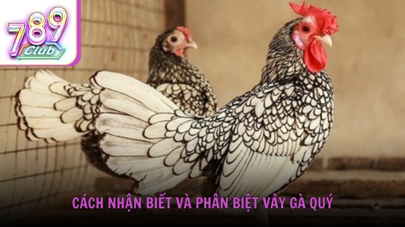 Cách nhận biết và phân biệt vảy gà quý đúng chuẩn từ 789Club