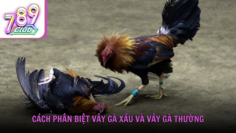 Cách phân biệt vảy gà xấu và vảy gà thường từ chuyên gia 789Club