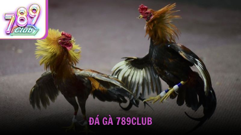 Các hình thức đá gà phổ biến trên nền tảng 789Club
