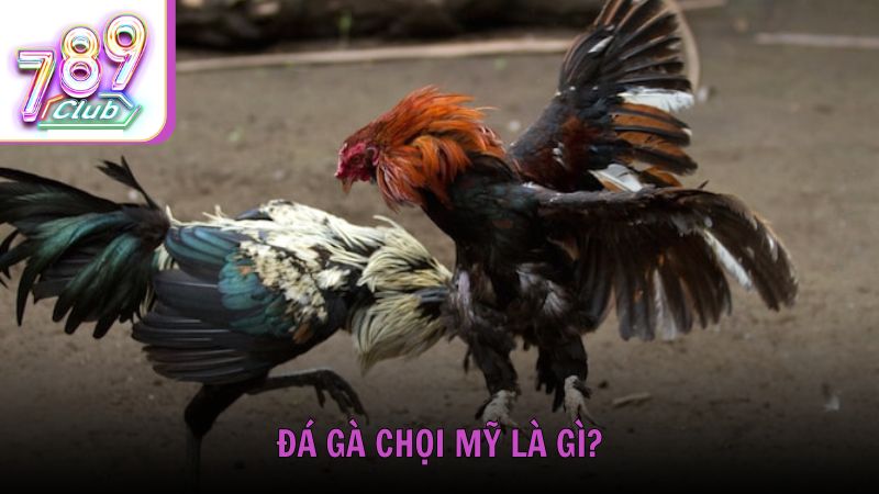 Đá gà chọi Mỹ là gì?