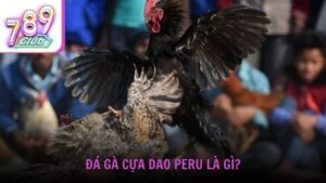 Đá gà cựa dao Peru là gì?