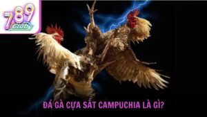 Đá gà cựa sắt Campuchia là gì?