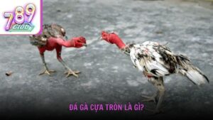 Đá gà cựa tròn là gì?