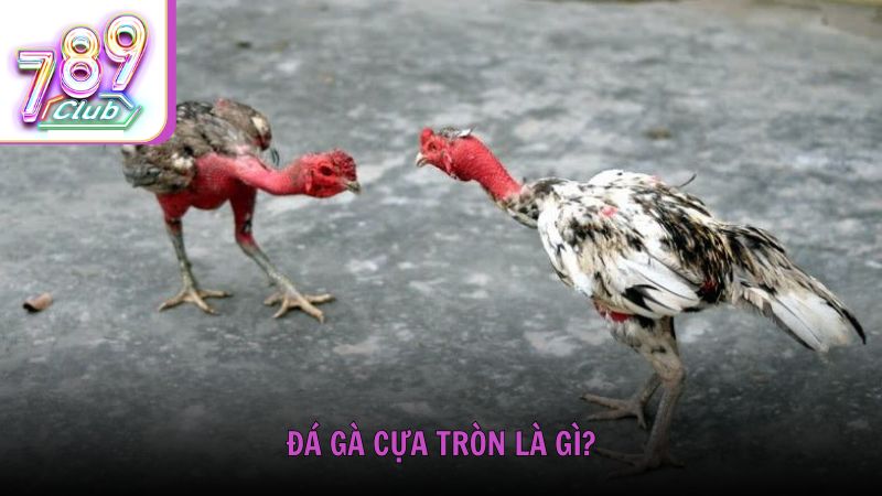 Đá gà cựa tròn là gì?