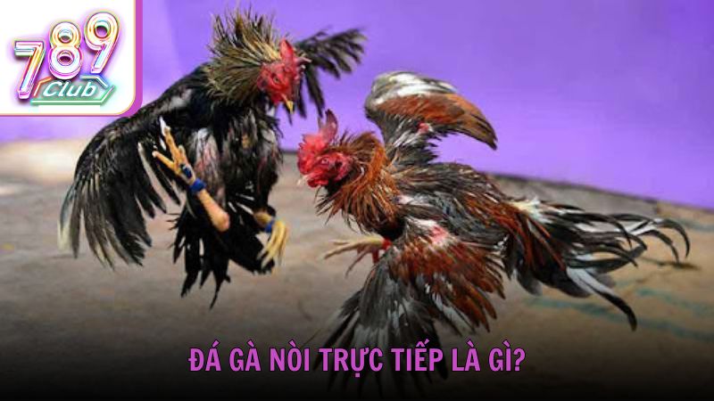 Đá gà nòi trực tiếp là gì?