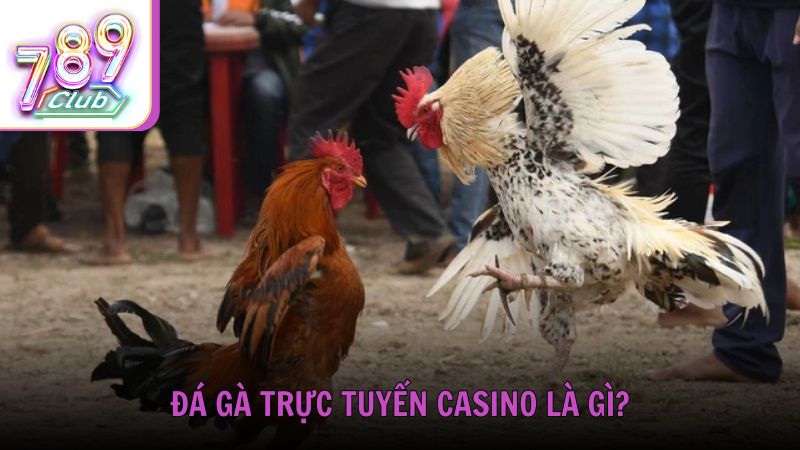 Đá gà trực tuyến Casino là gì?