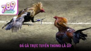 Đá gà trực tuyến Thomo là gì?