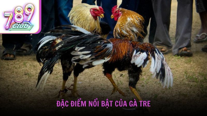 Đặc điểm nổi bật của gà tre trong thi đấu