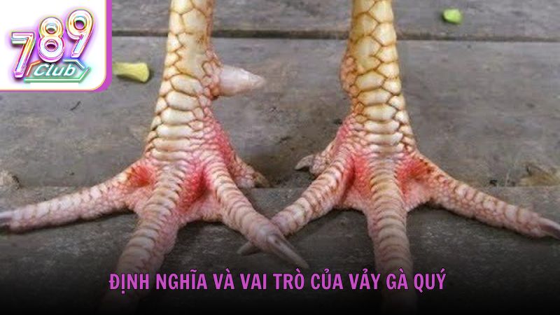 Định nghĩa và vai trò của vảy gà quý trong đá gà