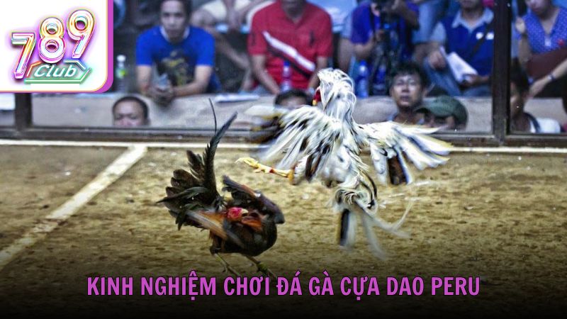 Kinh nghiệm chơi đá gà cựa dao Peru hiệu quả