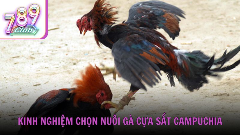 Kinh nghiệm chọn và nuôi gà cựa sắt Campuchia