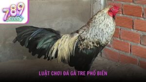 Luật chơi đá gà tre phổ biến hiện nay