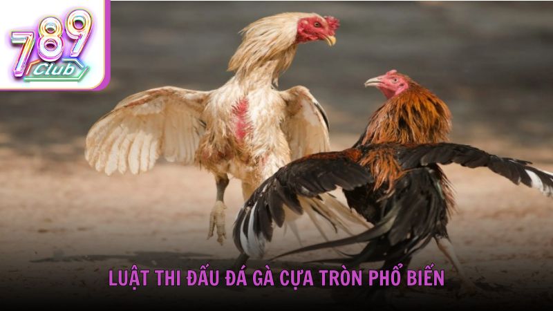 Luật thi đấu đá gà cựa tròn phổ biến hiện nay