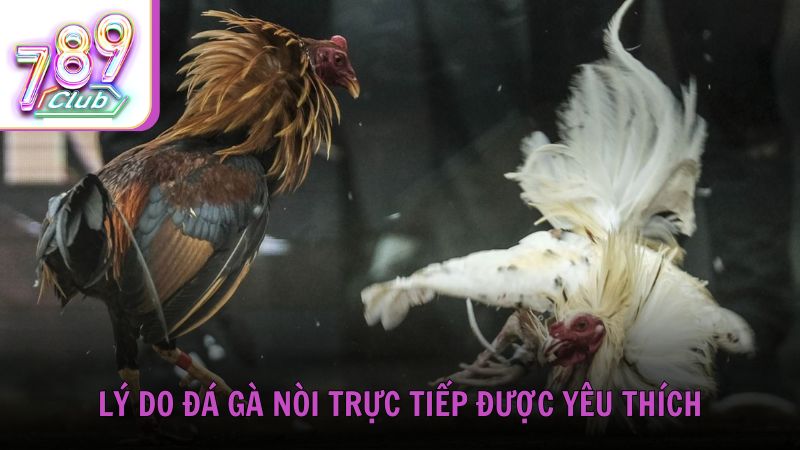 Lý do đá gà nòi trực tiếp được yêu thích