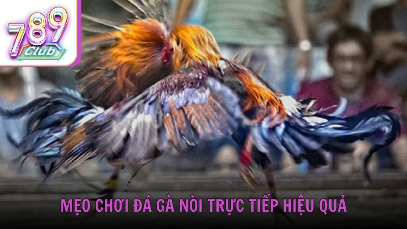 Mẹo chơi đá gà nòi trực tiếp hiệu quả từ chuyên gia 789Club