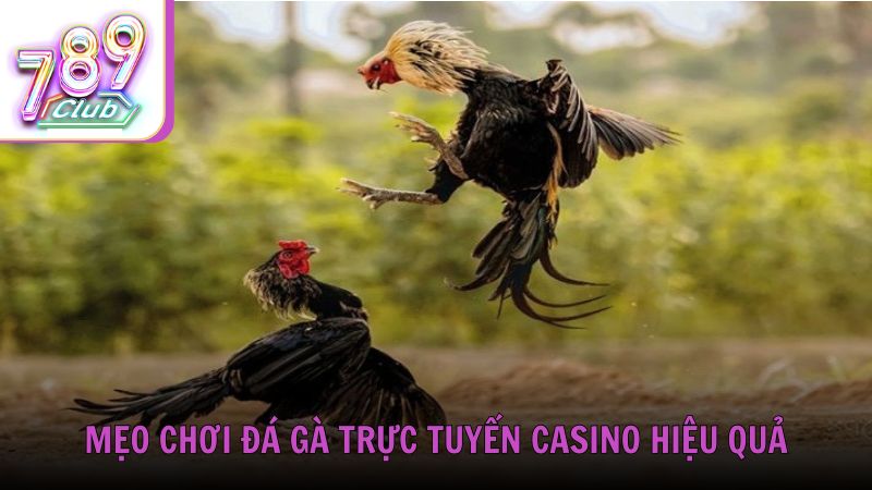 Mẹo chơi đá gà trực tuyến Casino hiệu quả