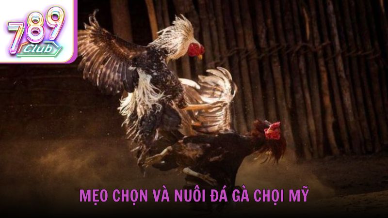 Mẹo chọn và nuôi đá gà chọi Mỹ đúng cách