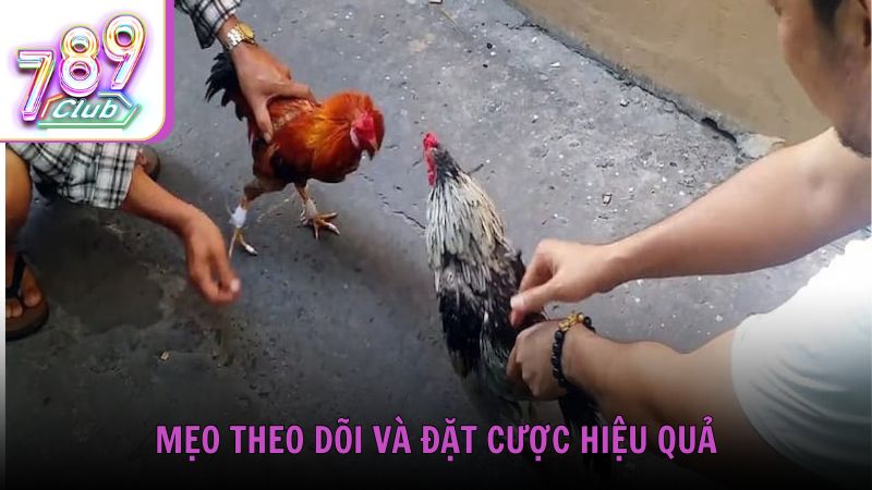 Mẹo theo dõi và đặt cược hiệu quả khi xem đá gà Philippines