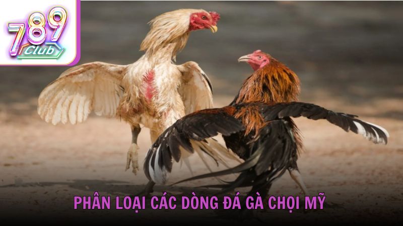 Phân loại các dòng đá gà chọi Mỹ phổ biến