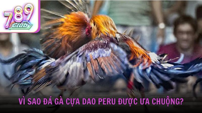 Vì sao đá gà cựa dao Peru được ưa chuộng tại 789Club?