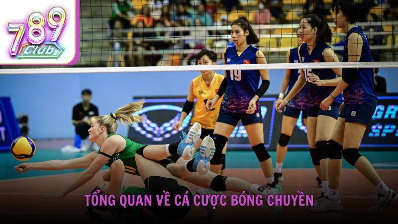Tổng quan về cá cược bóng chuyền và lý do ngày càng được yêu thích