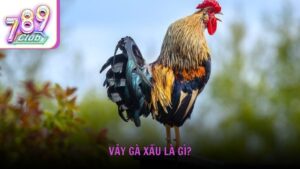 Vảy gà xấu là gì và tại sao cần tránh?