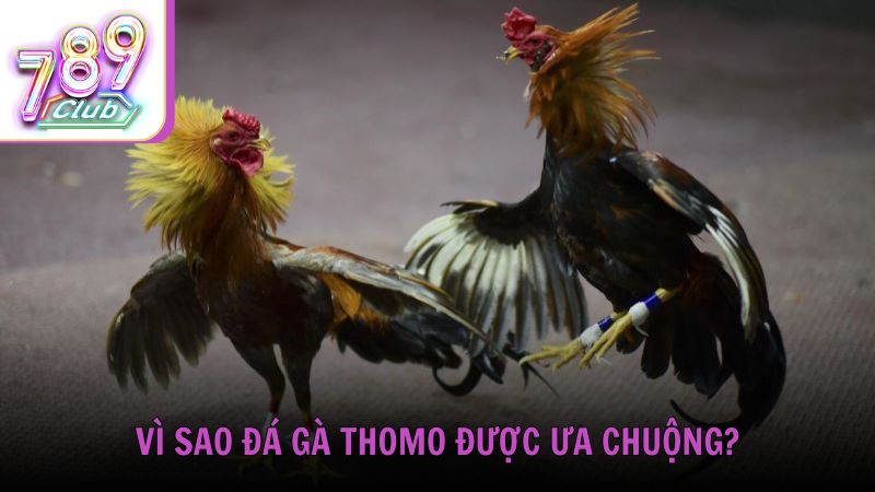 Vì sao đá gà trực tuyến Thomo được ưa chuộng?